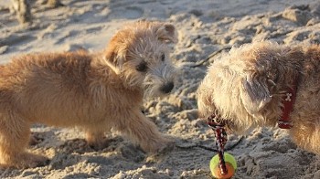 ach gib mir doch den Ball Mama