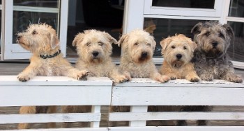 f&uuml;nf Glens allein in D&auml;nemark